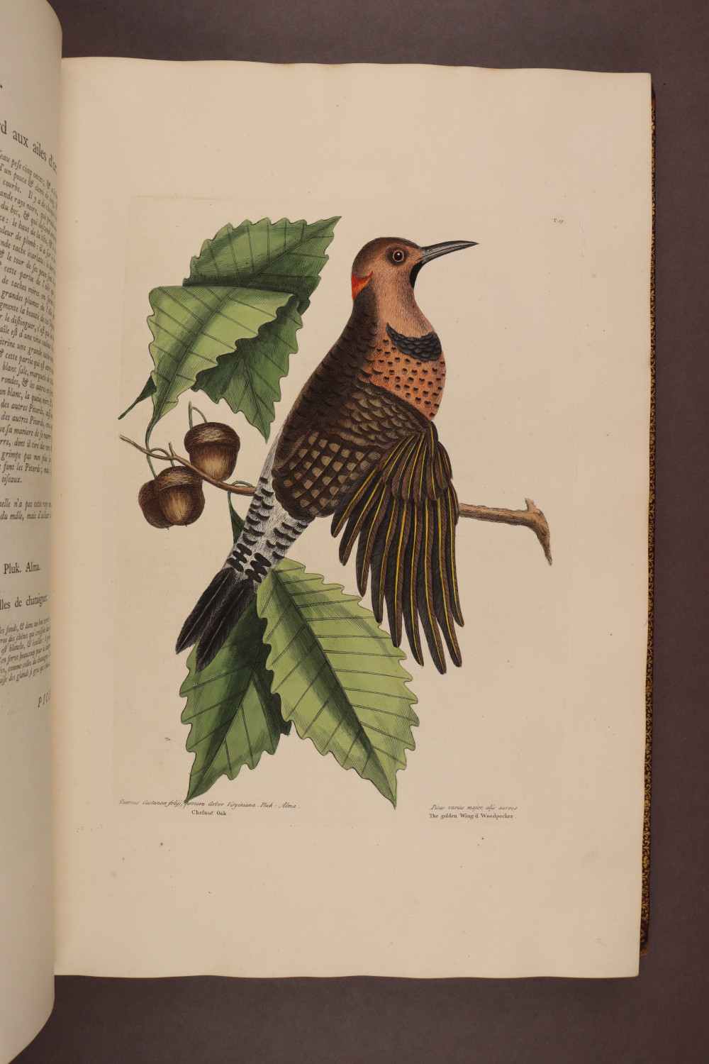 Plate 18